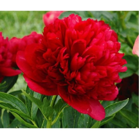 PION Diana Diana Parks, C3 pot, 1 pc, summer 2024