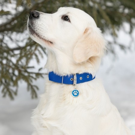 Address for engraving "paw", 2.5 cm, blue-5