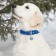 Address for engraving "paw", 2.5 cm, blue