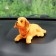 Dog on a car panel shocking his head, a large, red color