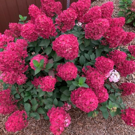 Sahenian Hortension "Pan. Framboisine = Samarskya Lydia", P9 pot, Summer 2024