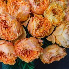 Seedling rose 