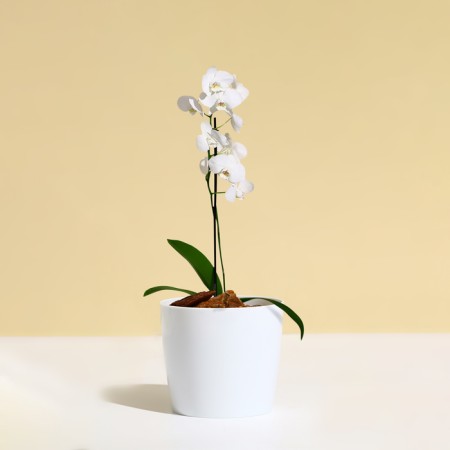 Flower pot, d = 10 cm, 0.5 l, plastic, white-2