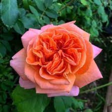Seedling rose tea-hybrid "Rene Gossini", 1 pc, spring 2024