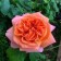 Seedling rose tea-hybrid "Rene Gossini", 1 pc, spring 2024