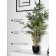 Bamboo in a plastic pot, 135 × 135 × 920 mm, green / black / beige color