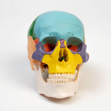 Mett "Skull of a Human" color, 20*15*18cm-3