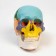 Mett "Skull of a Human" color, 20*15*18cm