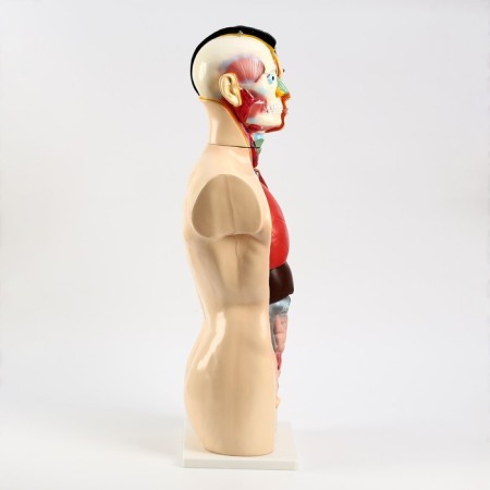 Model "Torsok" 80 cm-2