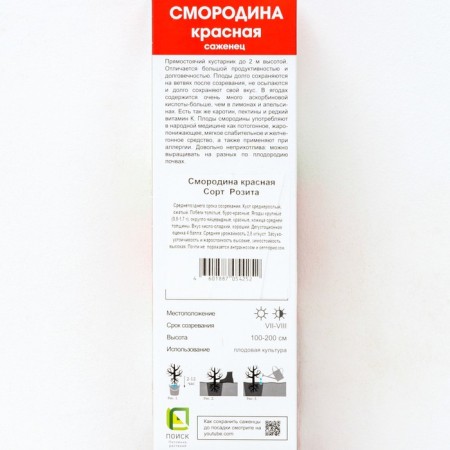 Currant Red traditional varieties "Rosita" 1 pc, tube, spring 2024-1