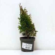 Thuja western 