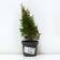 Thuja western "Holmstrup", P9, 1pc, h 3-20 cm, spring 2024