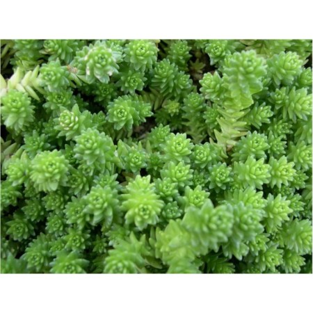 Sedum (Clean) Eleans, P9 Pot, 1 pc, summer 2024