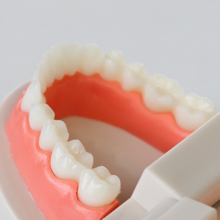 Model "Human Jaw" 8*8*5cm-5