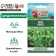 Bouquet salad seeds, 0.5 g