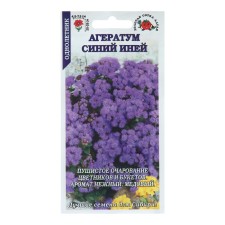 Flowers of Ageratum 