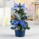Christmas tree decor "New Year's delight" 20 cm d of the lower tier 12 cm, with snow blue