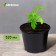Pot for seedlings, 520 ml, D = 11 cm, h = 11 cm, black, Greengo