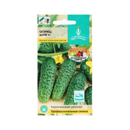 Cucumber seeds "Varangian" F1, early ripe, parthenocarpic, coarse -haired, 0.25 g