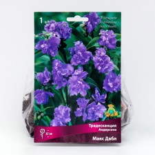 Anderson's tradescantia 