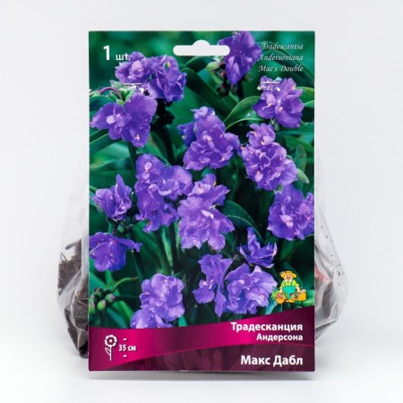 Anderson's tradescantia "Max Dubl", 1 pc, rr I, spring 2025