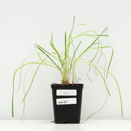 Fragrant onion, P9 pot, 1 pc, spring 2024-2
