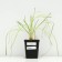 Fragrant onion, P9 pot, 1 pc, spring 2024