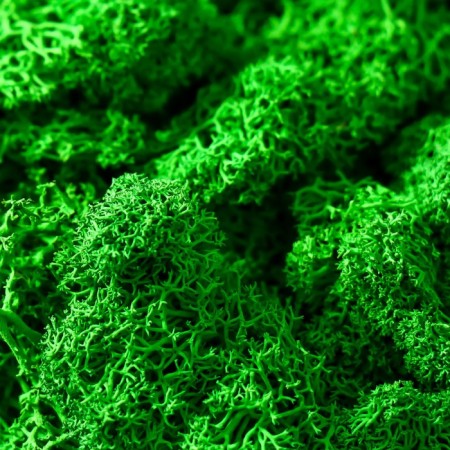 Kashpo concrete "hexagon" height 6.5 cm black with moss (moss green stabilized)-2