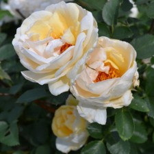 Sahenian Rose Canadian Parkovskoye 