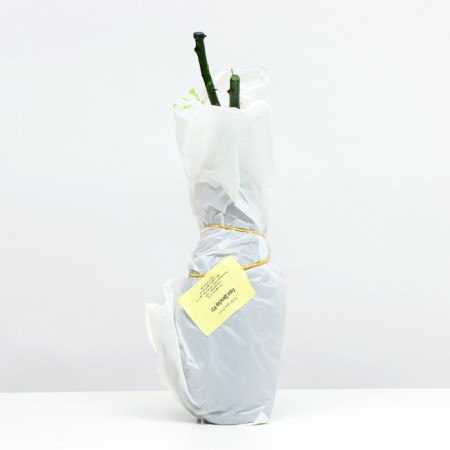 Seedling rose tea-hybrid "Henri Delbar", 1 pc, spring 2024-3