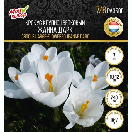 Crocus Large-flowered Jeanne d'Ark, rr 7/8, 7 pcs, autumn 2024-3