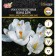 Crocus Large-flowered Jeanne d'Ark, rr 7/8, 7 pcs, autumn 2024