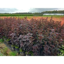 Bubble of Kalinolite Red Baron, C3 pot, H10-50 height, 1 pc, summer 2024