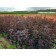 Bubble of Kalinolite Red Baron, C3 pot, H10-50 height, 1 pc, summer 2024