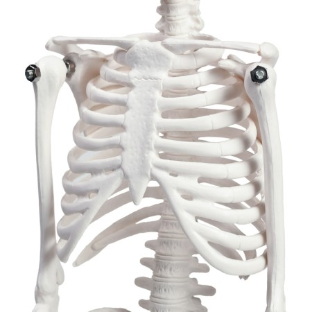 Model "Human Skeleton" 45cm-6
