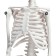 Model "Human Skeleton" 45cm