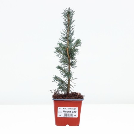 Prickly spruce "Misty Blu", p9, summer 2024-1