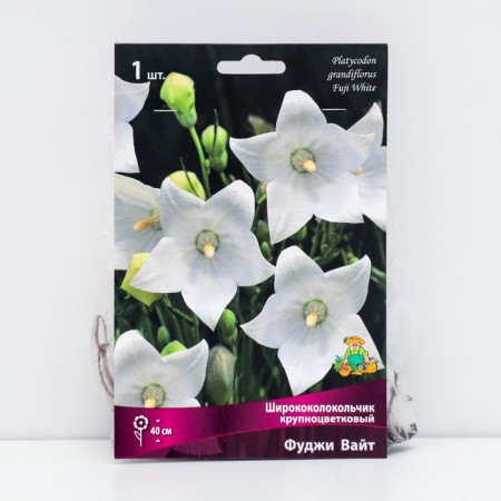 Large-flowered large-flowered “Fuji White”, 1 pc, rr I, spring 2025