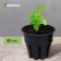 Pot for seedlings, 80 ml, d = 6 cm, h = 5 cm, black, Greengo