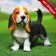 Garden figure "Puppy Basset Hound" Standing, 25x16x13cm