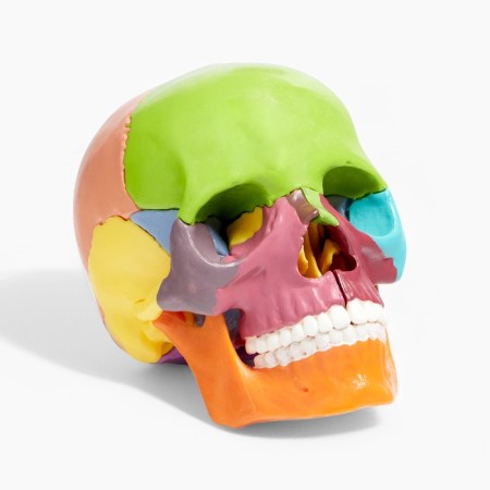 Mettle of the "Human Skull" multi -colored collapsible, 14*10*11cm-5