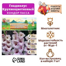 Гладиолус Крупноцветковый "Condor Pasa", р-р 8/10, 7 шт ,
