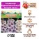 Gladiolus large-flowered "Condor PASA", rr 8/10, 7 pcs,