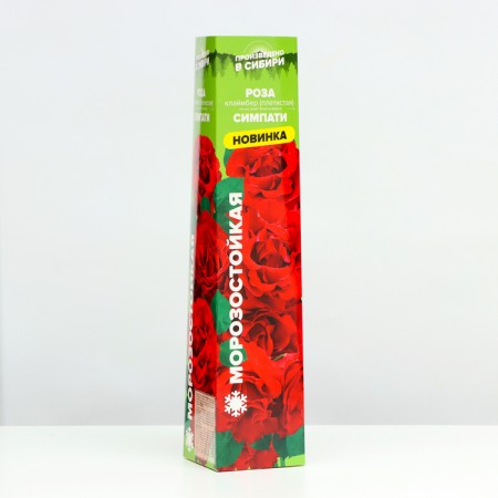 Seedling Rosa Klaimber (climbing) SITSED, 1 pc, spring 2024-1