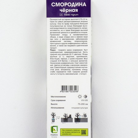 Currant of black traditional varieties "Perun", 1 pc, tube, spring 2025-1