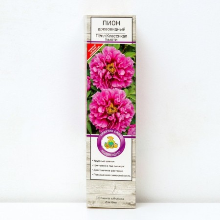 PION of tree -like (vaccinated on grassy) "Beauty Beauty", 1 pc, tube, spring 2025
