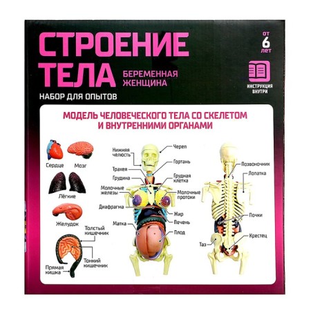 Set for experiments "Body structure", pregnant woman-14