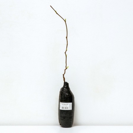 Actinidia Kolomikt (North Garden series) "September", 1 pc, tube, spring 2025-2