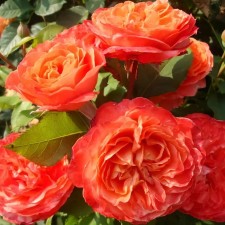Seedling rose 