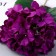 Artificial flowers "Extra hydrangea" D-16 cm 55 cm, purple